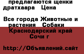 предлагаются щенки дратхаара › Цена ­ 20 000 - Все города Животные и растения » Собаки   . Краснодарский край,Сочи г.